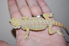 CT Hypo Male 4..jpg