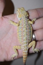 CT Hypo Male 4.jpg