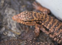Bichos-3127.jpg