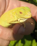 2020 baby albino iguanas-3.jpg