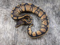arroyo female 1b.jpg