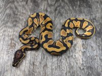 arroyo od female 1a.jpg