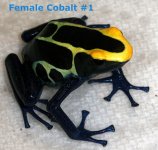Female Cobalt 1.1.jpg