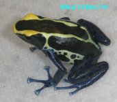 Male Cobalt 1.2.jpg