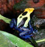 cobalt froglet 2.jpg