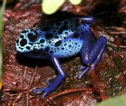 Azureus froglet 2.jpg