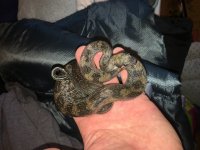leopard boa male 2.jpg