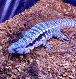 tegu.jpg