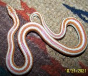 Female #5 10-21-2021.jpg