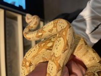 Tpos Female 7.jpg