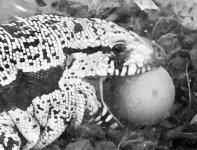 tegu 2.jpg