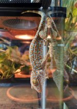 tokayfauna5 (1).jpg