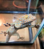tokayfauna5b (1).jpg