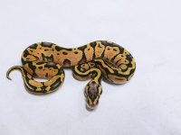 F Super Pastel Het Clown1 2.jpg