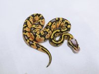 F Super Pastel Het Clown2 2.jpg