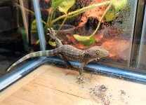 tokayfauna5c (1).jpg