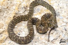 Lampropeltis_getula_floridana_KingsOfTampa_male_9-23-21_A1_logo_web.JPG