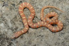 Lampropeltis_getula_floridana_Sulfur_Lavender_HetHypo_male_SLHH4-25-NMSL1_9-23-21_A1_logo_web.JPG