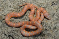 Lampropeltis_getula_floridana_Sulfur_Lavender_female_SL213-NMSL2-L1_9-23-21_A1_logo_web.JPG