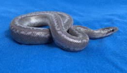 2021 morongo axanthic het SW.jpg
