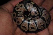 DSC_0907.jpg