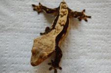 DSC_0121.jpg