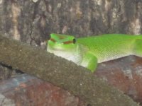 Christophers reptile pictures I1 017.jpg