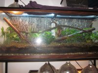 Christophers reptile pictures I1 016.jpg