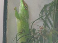 Christophers reptile pictures I1 015.jpg