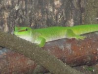 Christophers reptile pictures I1 013.jpg