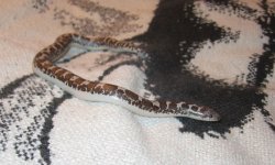 irulan_snaking.jpg