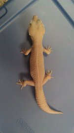 IMAG0244.jpg