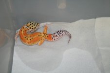 IMG_5784.jpg