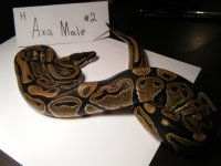 snake junk 028.jpg