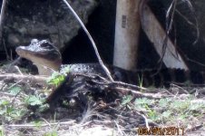 babygatorposing.jpg