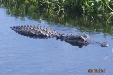 gatorswimming.jpg
