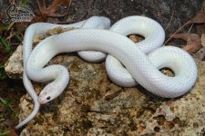 Lampropeltis_getula_floridana_Ghost_Whiteside_1_male_1-29-19_A1_web_logo.jpg