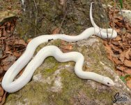 Lampropeltis_getula_floridana_Ghost_Whiteside_2_male_1-29-21_A1_logo_web.jpg