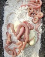 Lampropeltis_getula_floridana_Ghost_Whiteside_hatching_A1_logo_web.jpg