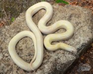 Lampropeltis_getula_floridana_Albino_female_8-24-21_A1_logo_web.JPG