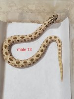 male13.jpg