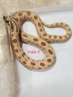 male9.jpg