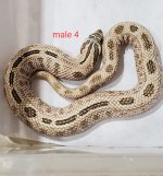 male4.jpg