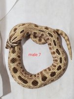 male7.jpg