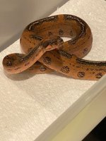 1074 Hypo OP Leo 1.jpg