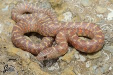 Lampropeltis_getula_floridana_Jelly_HetAxanthic_male_JB1_8-10-21_A1_logo_web.JPG