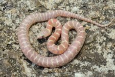 Lampropeltis_getula_floridana_Jelly_HetAxanthic_male_J1-NMPB1_8-10-21_A1_logo_web.JPG