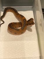 1074 Hypo OP Leo4.jpg