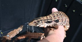 DSC_3518.jpg
