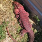 Jaba pure red tegu 2.jpg